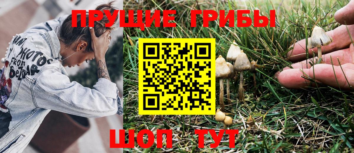 Галлюциногенные грибы Psilocybe Красный Сулин